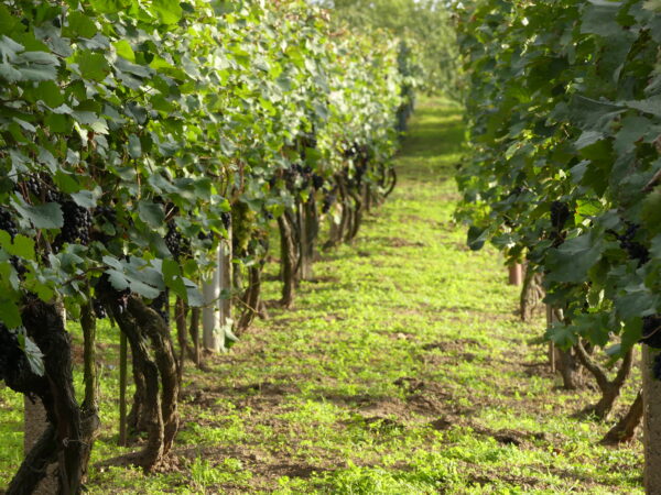 HUTIRA – VISION, s.r.o., pomáhá vinařům. Zkoumá možnosti čištění a recyklace odpadních vod z vinic