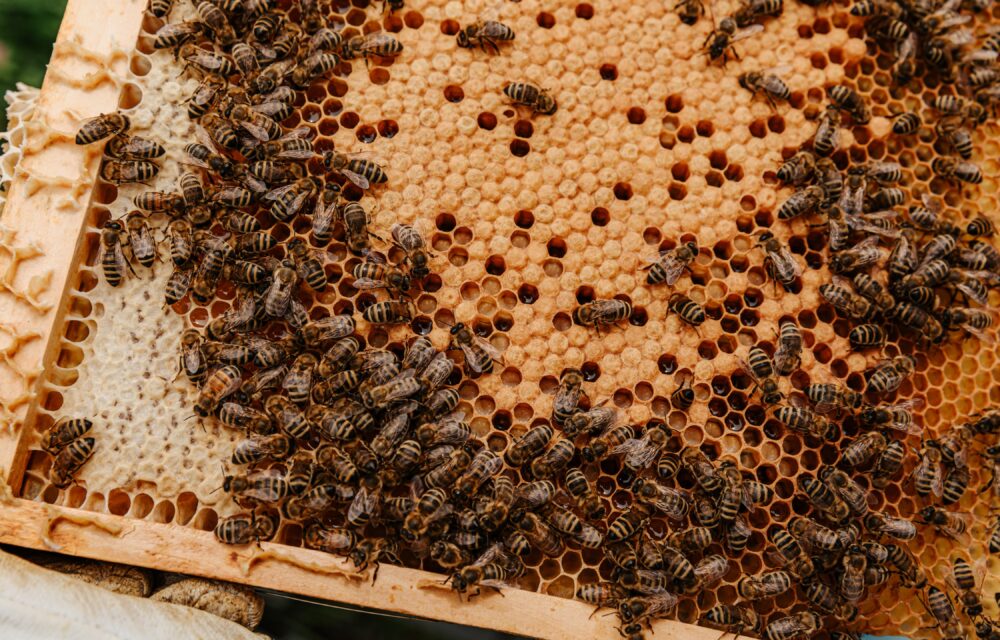 Projektu Zachraňte včely se daří. Ve společnosti ATJ Special jsme letos sklidili 22 kilo medu | HUTIRA